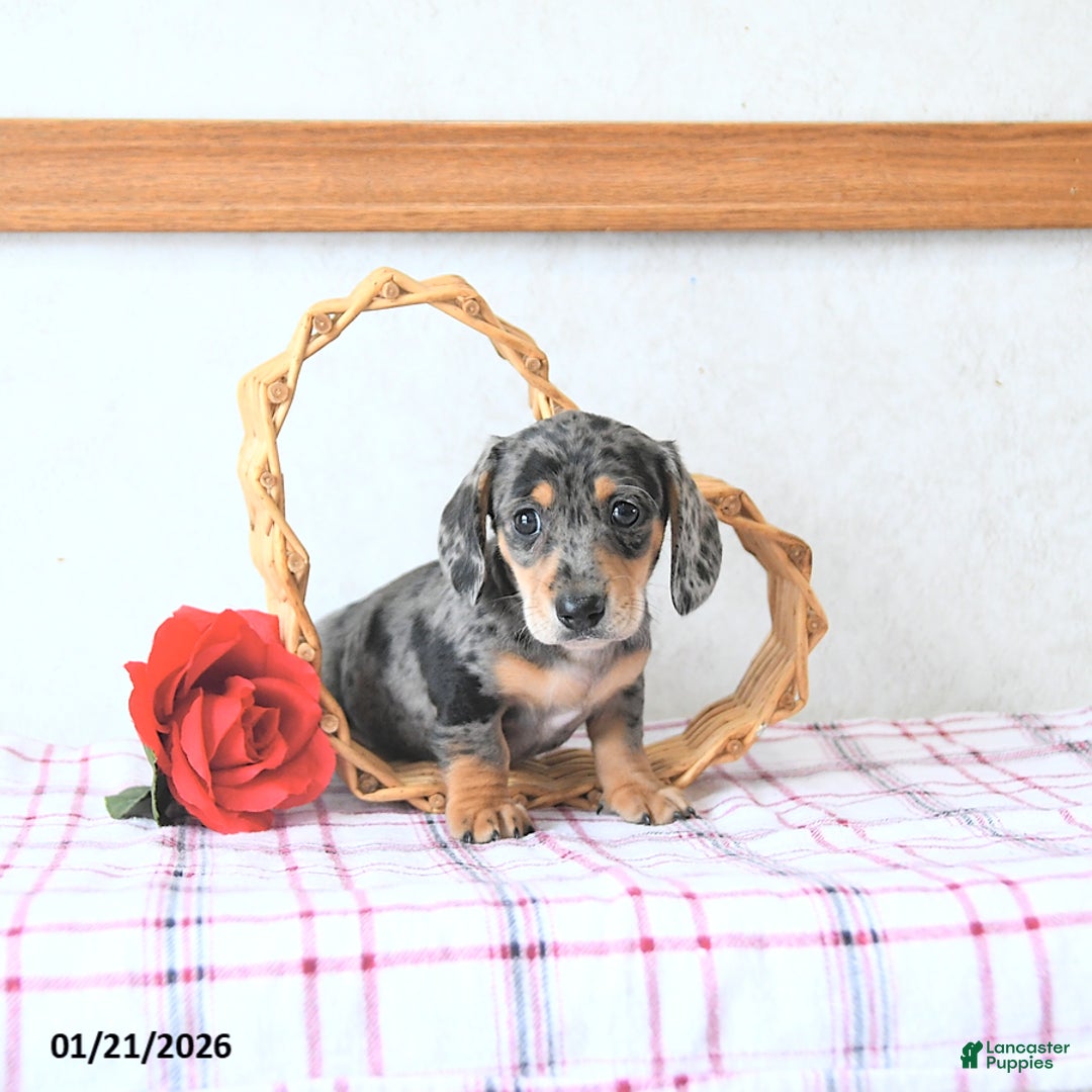 Miniature Dachshund dogs for sale: Beau - Ad 5