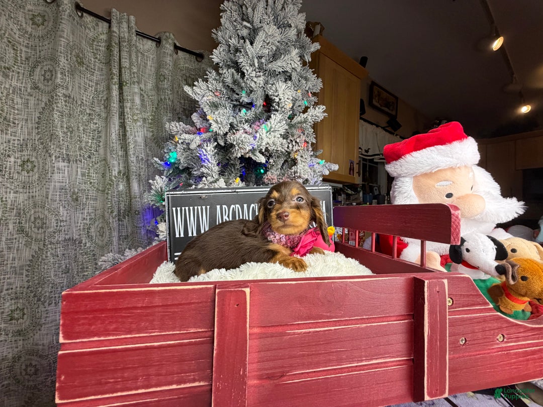 Miniature Dachshund dogs for sale: AKC Russian  - Ad 2