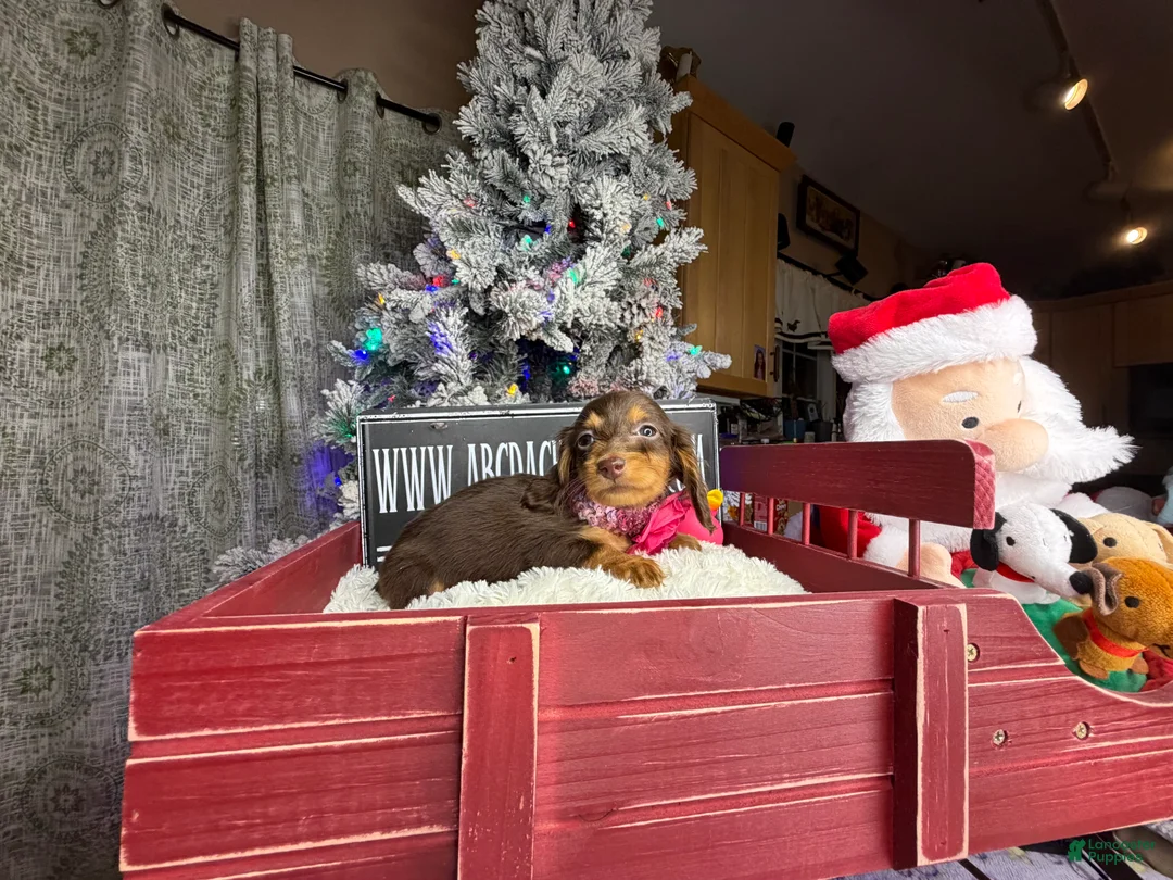 Miniature Dachshund dogs for sale: AKC Russian pra clear - Ad 13