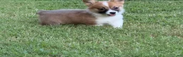 Welsh Corgi Pembroke dogs for sale: Full AKC - Ad 14