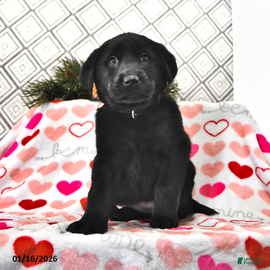 Mixed Breed dogs Lexie - Ad 10