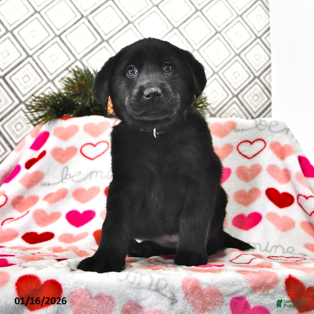 Mixed Breed dogs for sale: Lexie - Ad 1