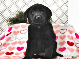 Mixed Breed dogs Lexie - Ad 18