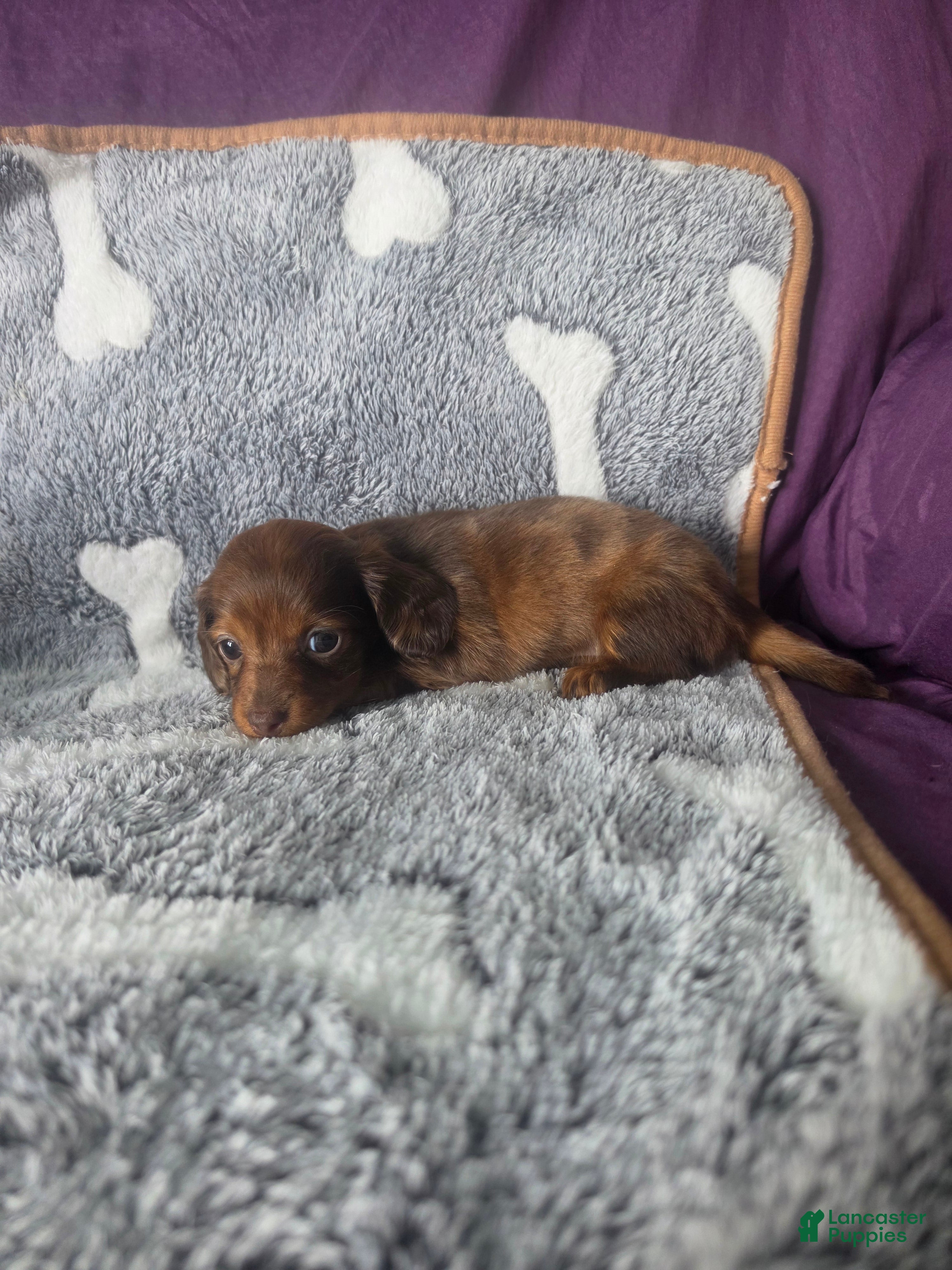 Miniature Dachshund dogs for sale: Callie - Ad 2