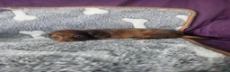Miniature Dachshund dogs for sale: Callie - Ad 1