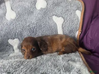 Miniature Dachshund dogs for sale: Callie - Ad 2