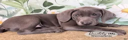 Weimaraner dogs for sale: Buddy - Ad 4