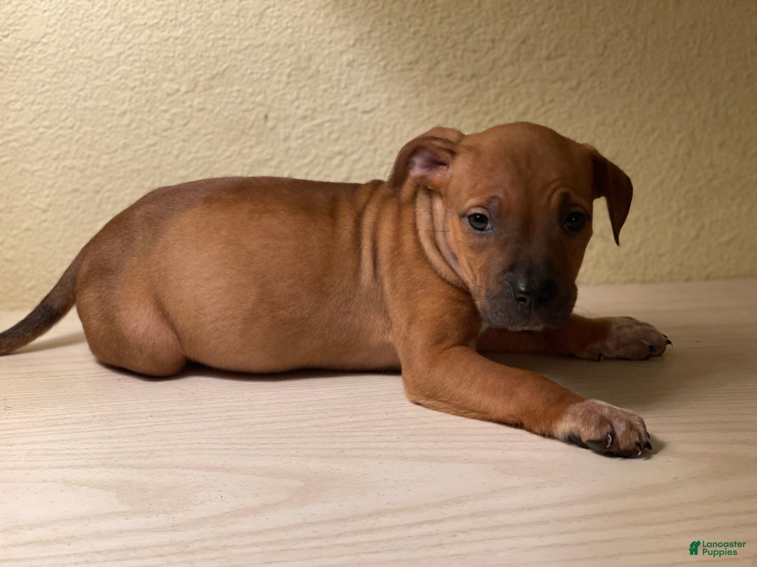 American Pit Bull Terrier dogs for sale: American Pit Bull Terrier Puppy 5 - Ad 3