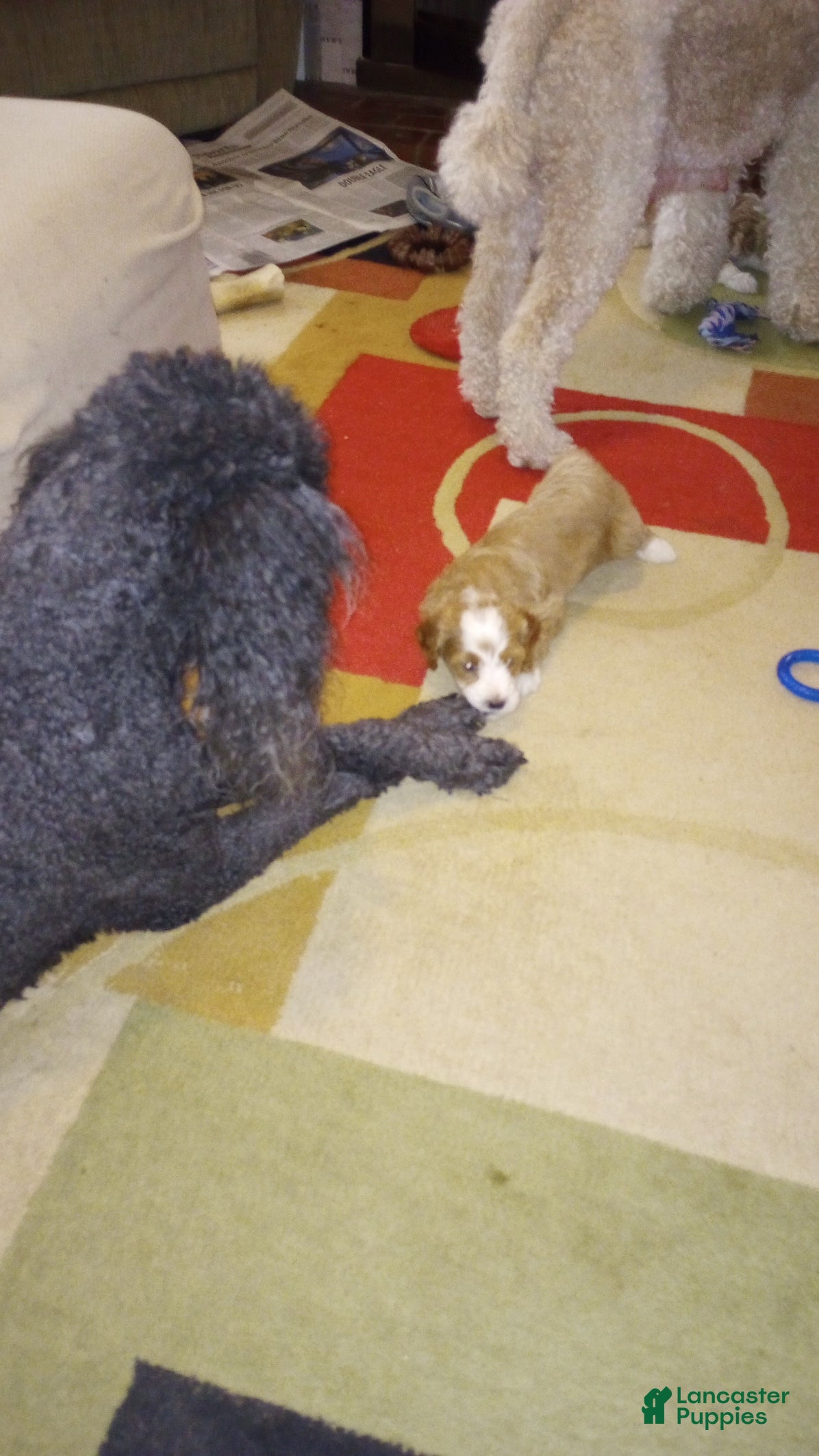 Mini Bernedoodle dogs Clover - Ad 2