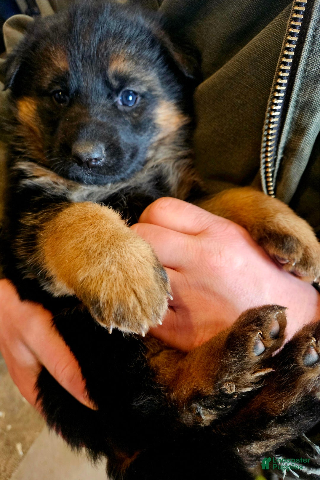German Shepherd dogs for sale: Snickers - Ad 2