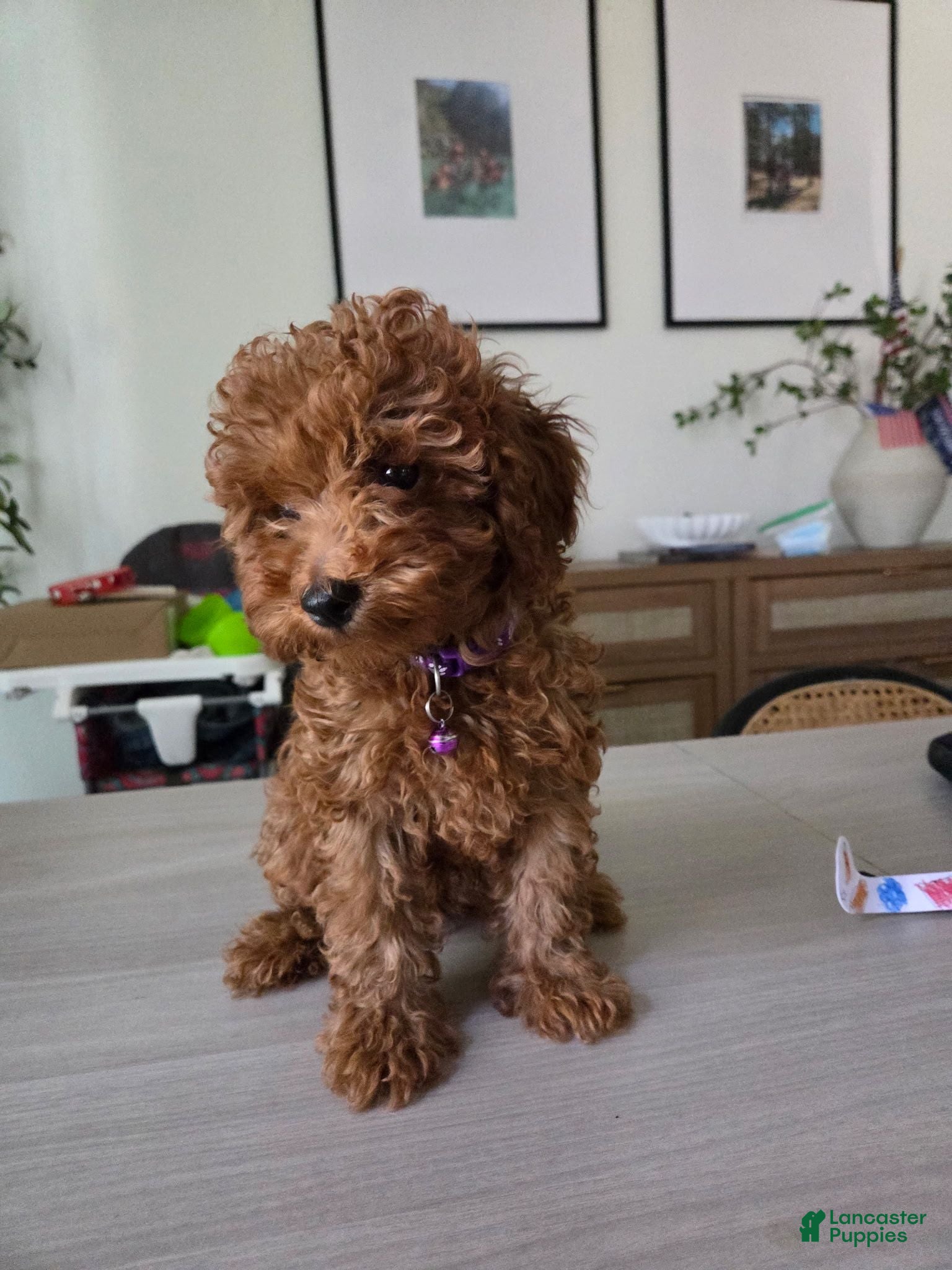 Toy Poodle dogs Toy Poodle 1 - Ad 15