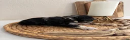 Miniature Schnauzer dogs for sale: Coconut - Ad 3