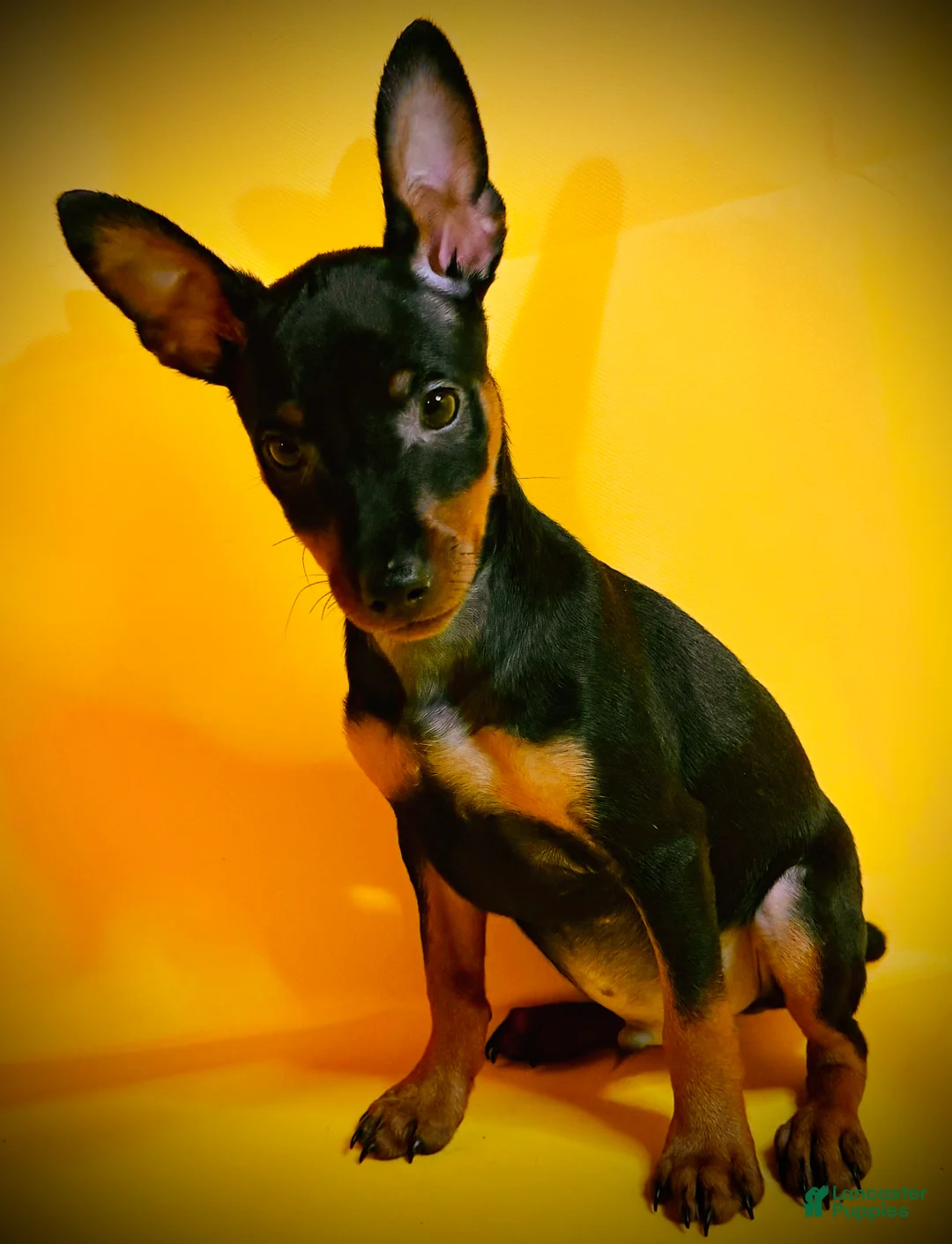 Miniature Pinscher dogs for sale: Sasha - Ad 1