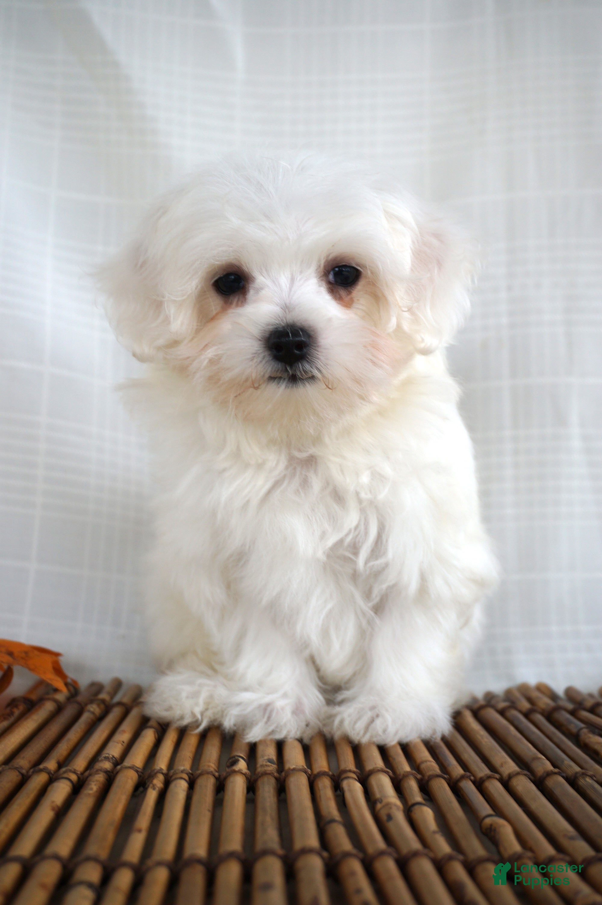 Maltichon Puppies Maltese Dog Puppy Price Maltichon Puppies