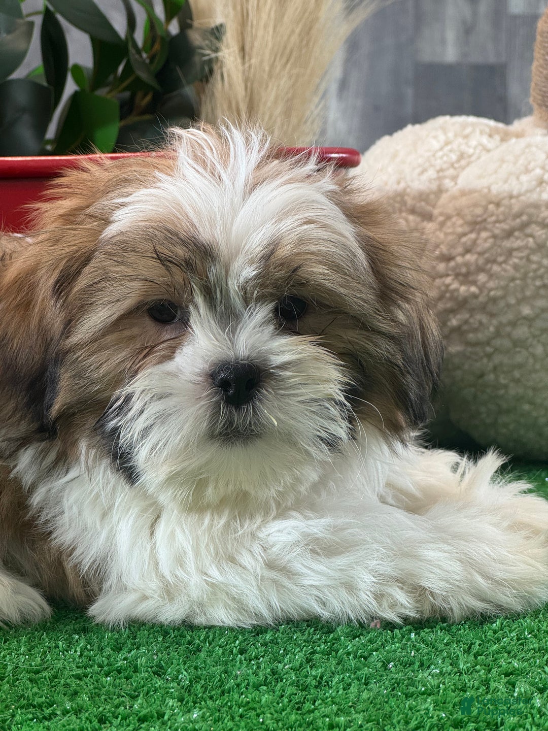 Shih Tzu dogs for sale: Skipper - Ad 4