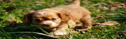 Cocker Spaniel dogs for sale: Ember - Cocker Spaniel Puppy  - Ad 7