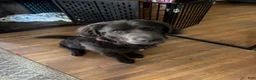 Newfoundland dogs for sale: Newfoundland 1 - Ad 3