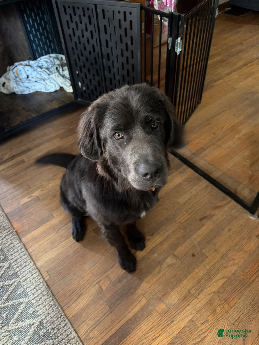 Newfoundland dogs for sale: Newfoundland 1 - Ad 3
