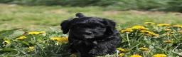 Cavapoo dogs for sale: Charcoal - Ad 4