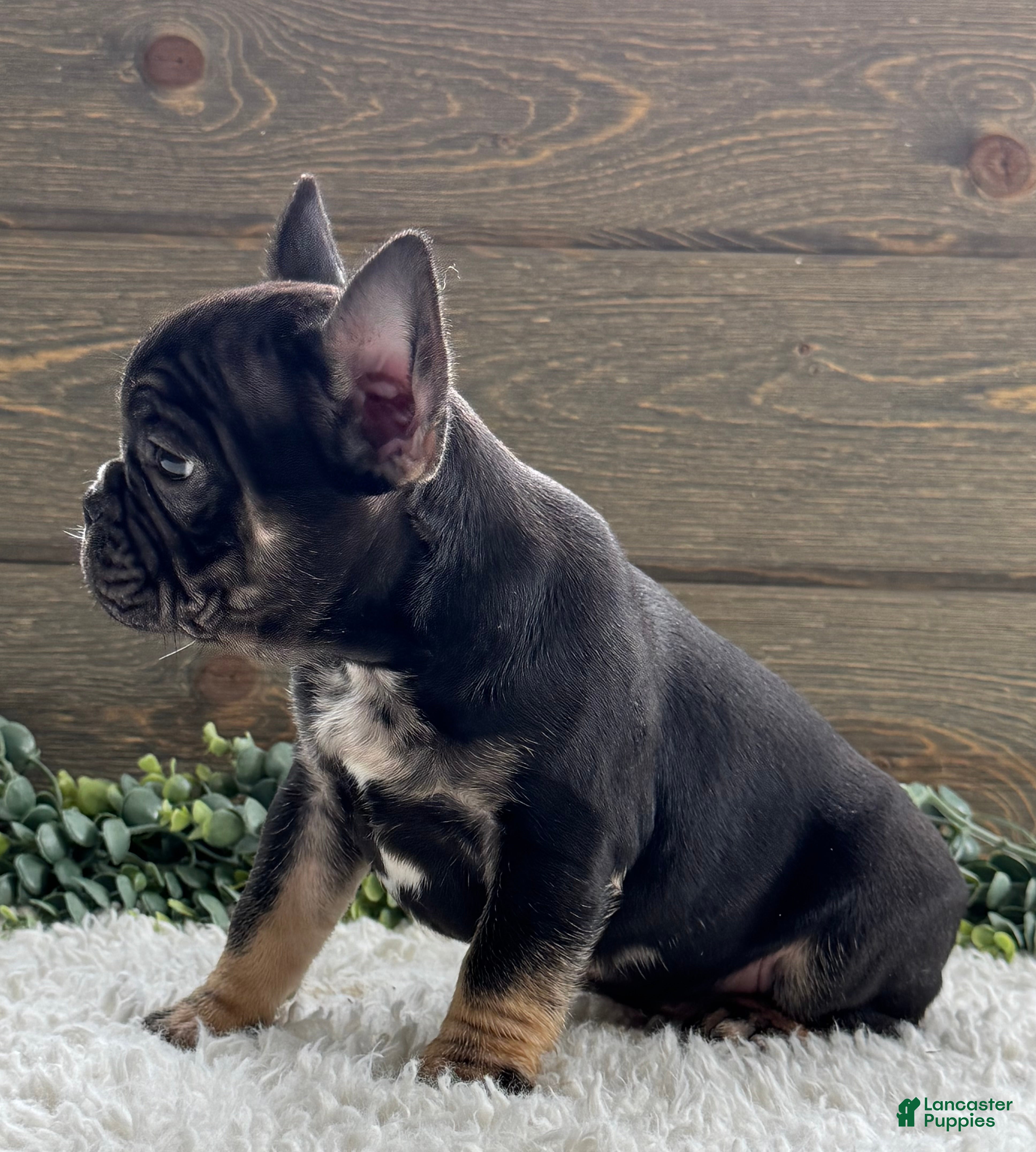 Mixed Breed dogs Johnny  - Ad 2