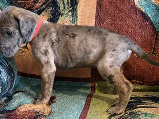 Great Dane dogs Red - Ad 42