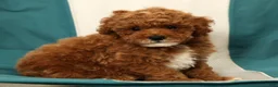 Miniature Poodle dogs for sale: Bingo - Ad 7