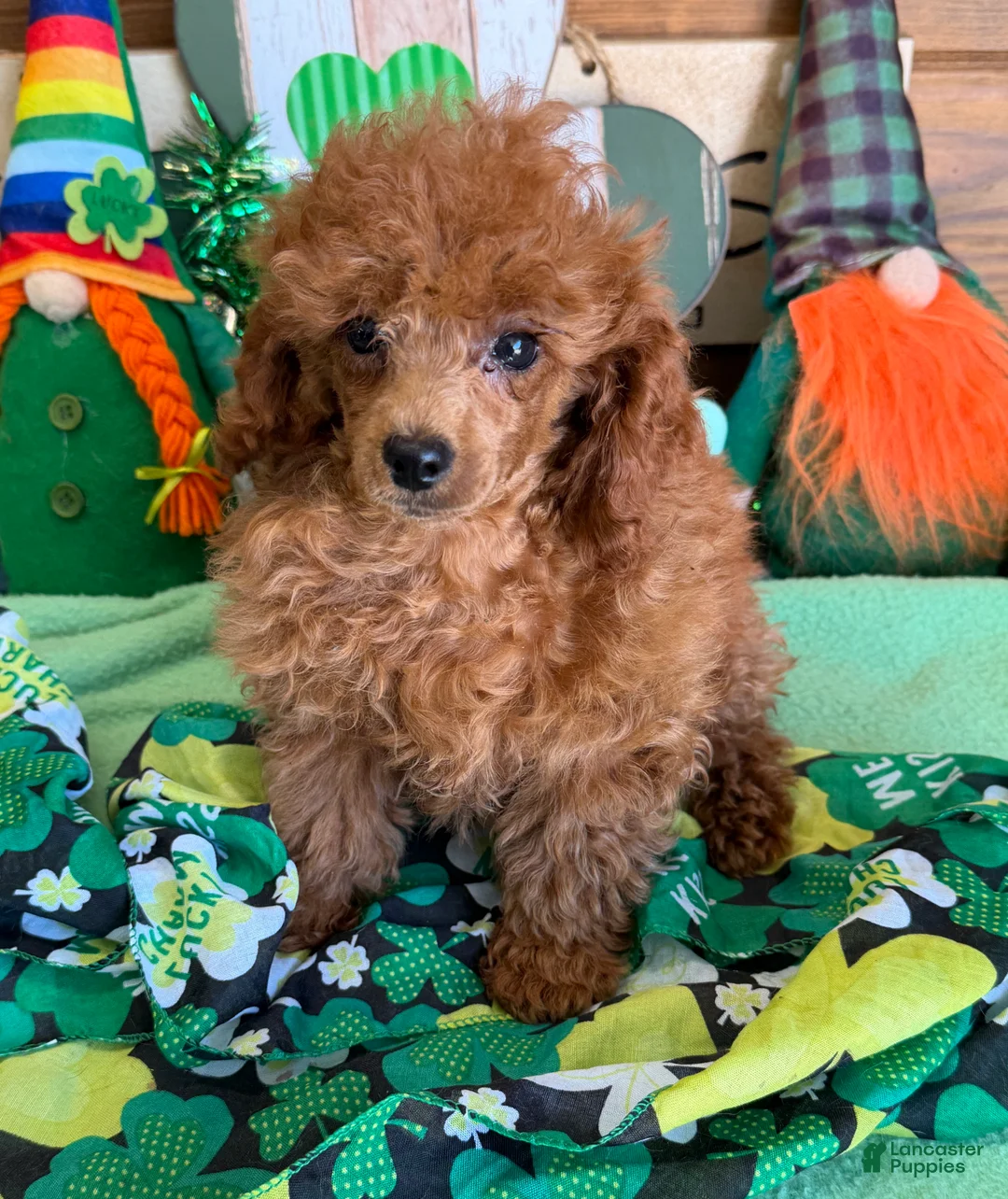 Toy Poodle dogs for sale: Landon - Ad 3