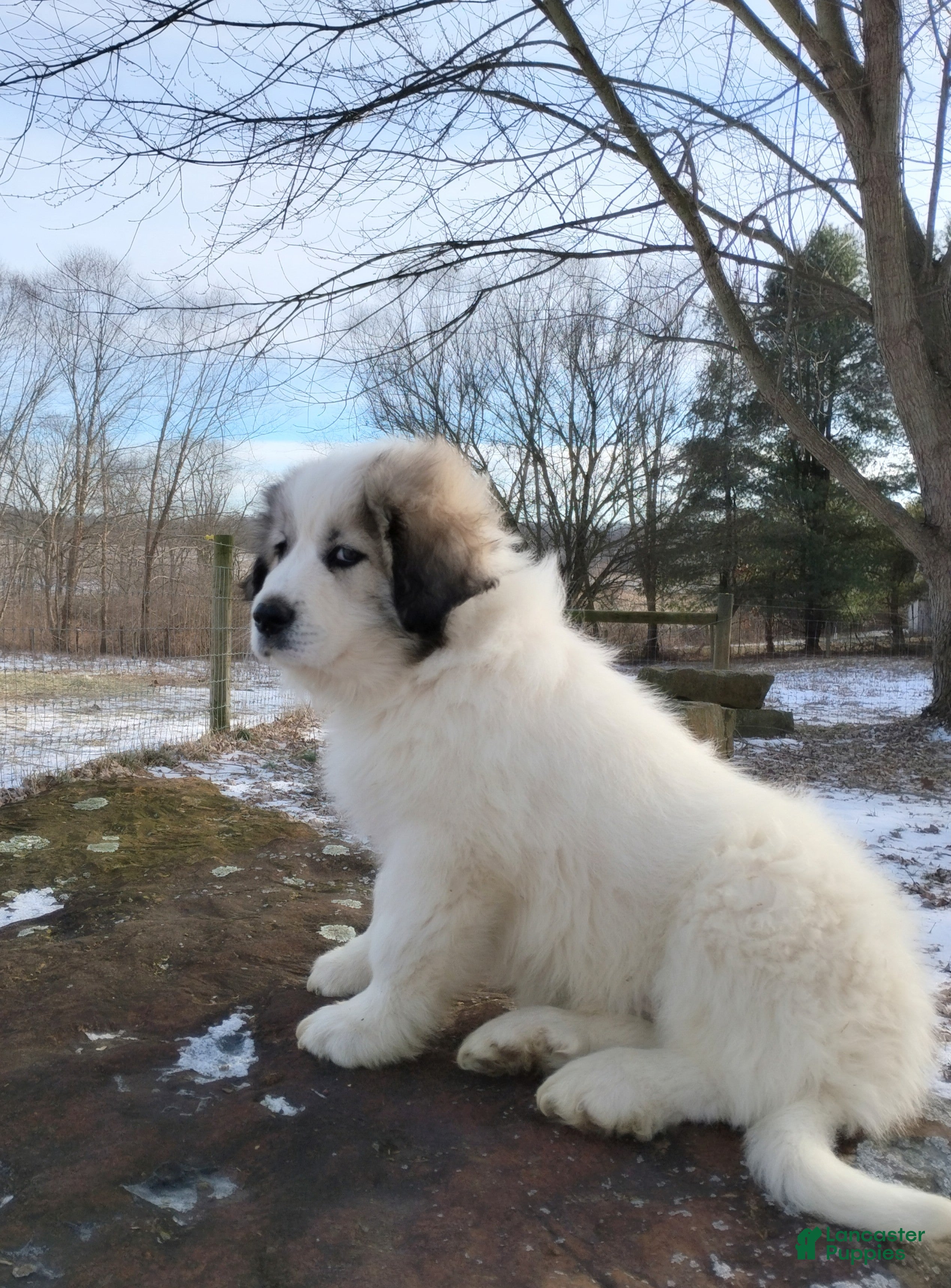 Great Pyrenees dogs Great Pyrenees male Puppy 2 - Ad 1