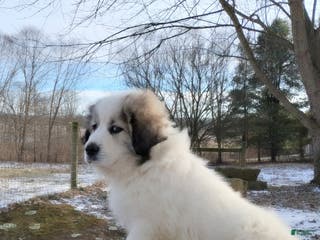 Great Pyrenees dogs Great Pyrenees male Puppy 2 - Ad 1