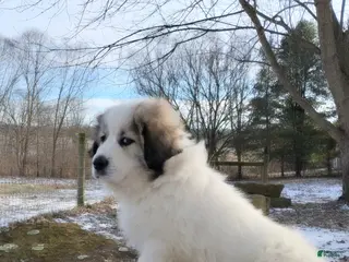 Great Pyrenees dogs Great Pyrenees male Puppy 2 - Ad 1