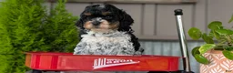 Cockapoo dogs for sale: Bandit - Ad 7