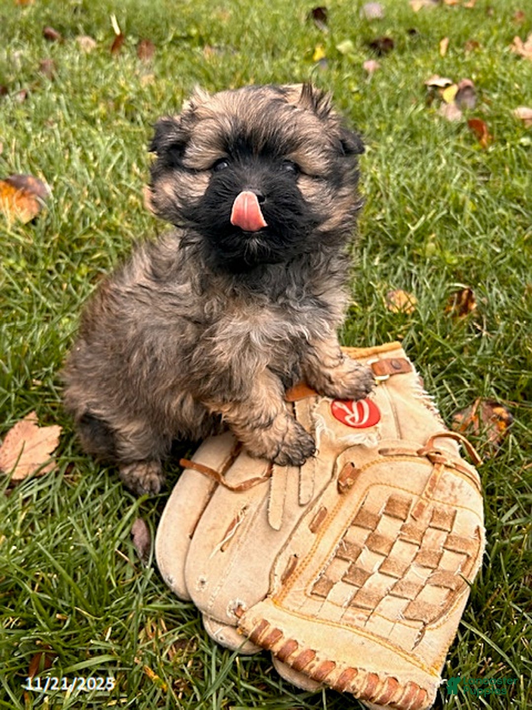 Pomapoo dogs for sale: Nala - Ad 3