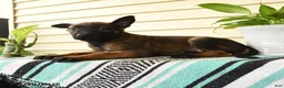 Belgian Malinois dogs for sale: Makena - Ad 3