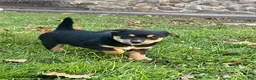 Mixed Breed dogs for sale: Knuckles - Ad 1