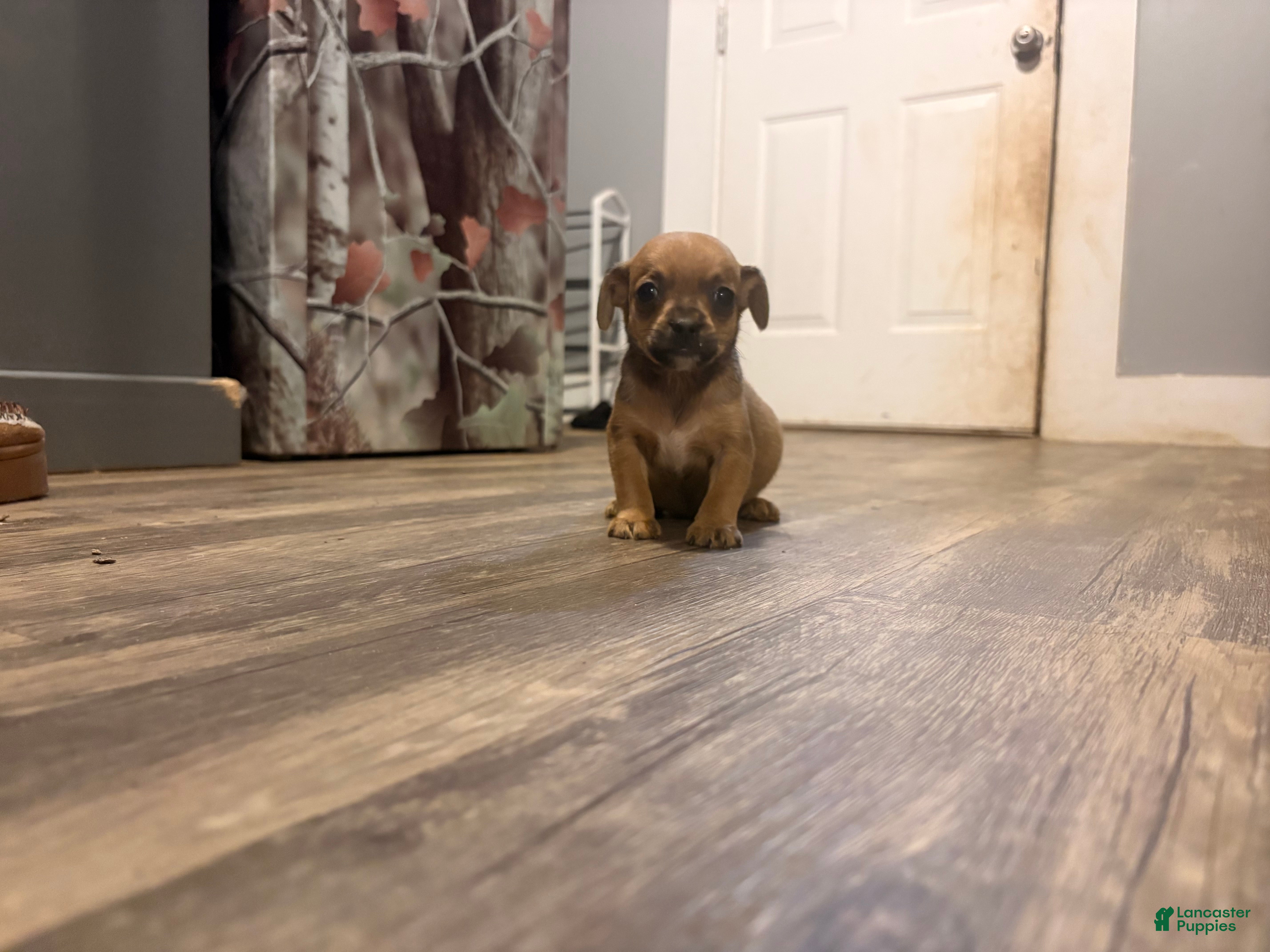 Chihuahua dogs Blue  - Ad 2