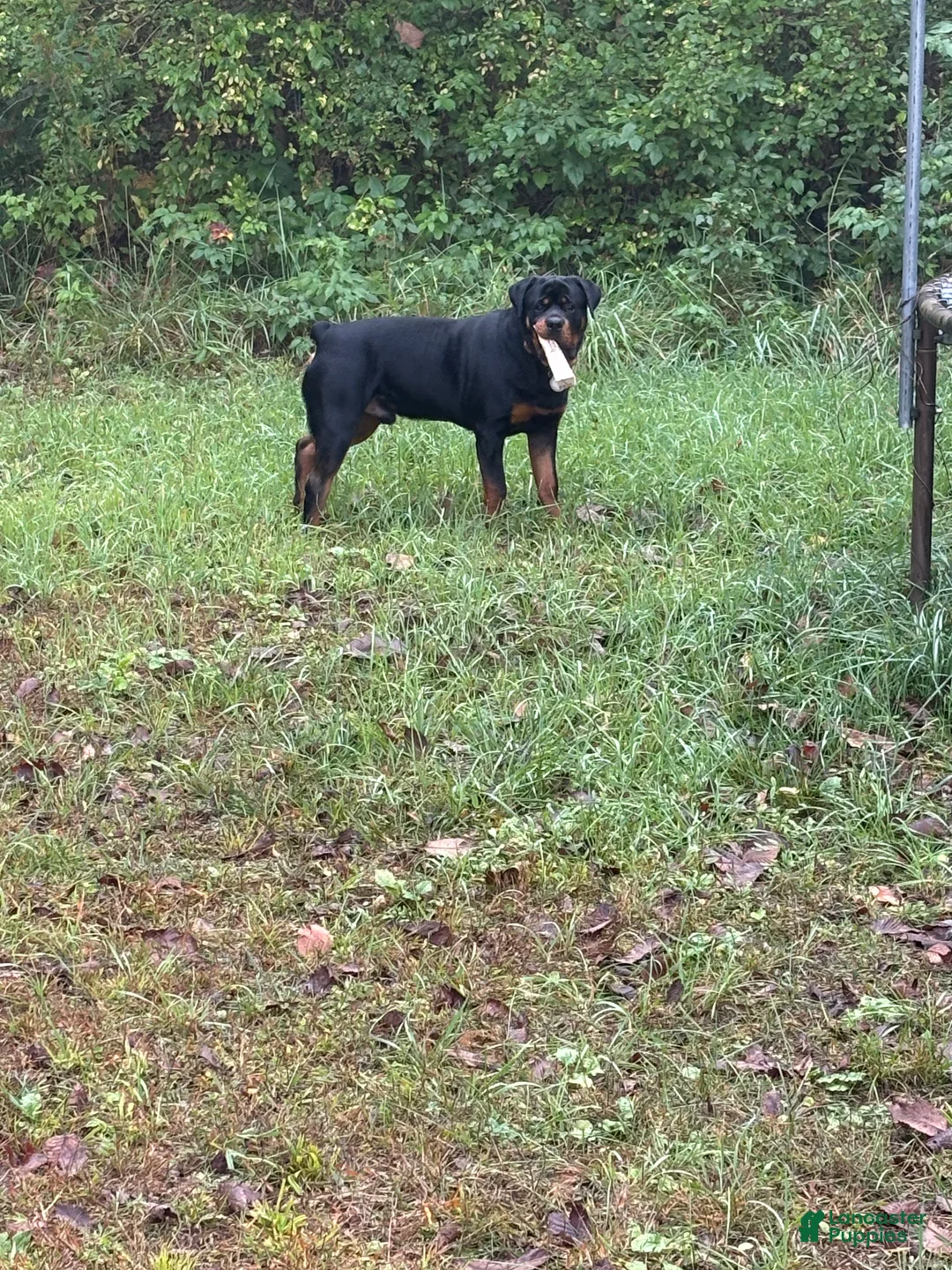 Rottweiler dogs for stud: Bowser  - Ad 5