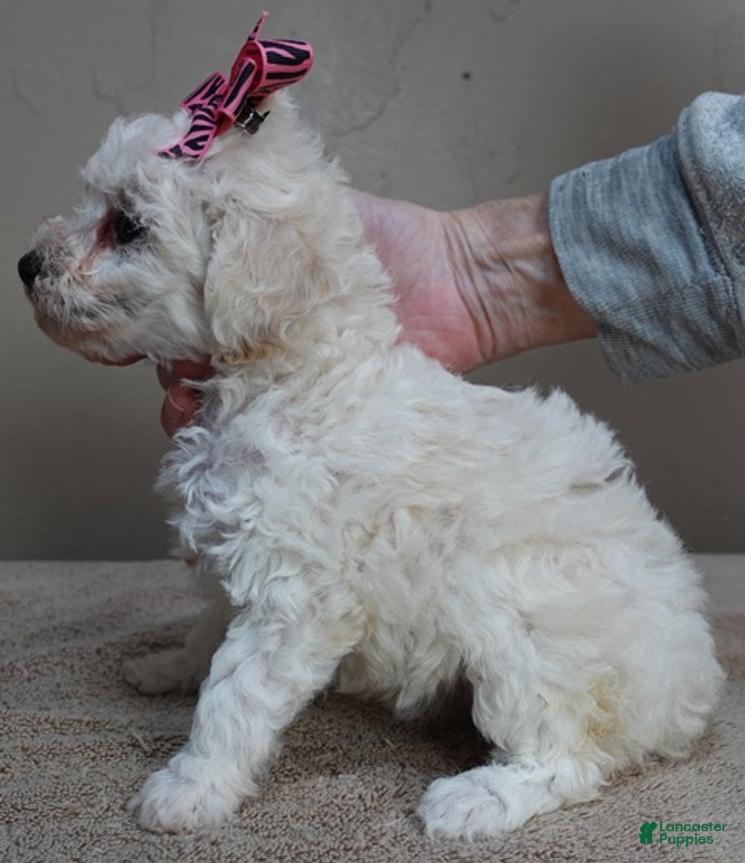 Toy Poodle dogs for sale: Zilla - Ad 3