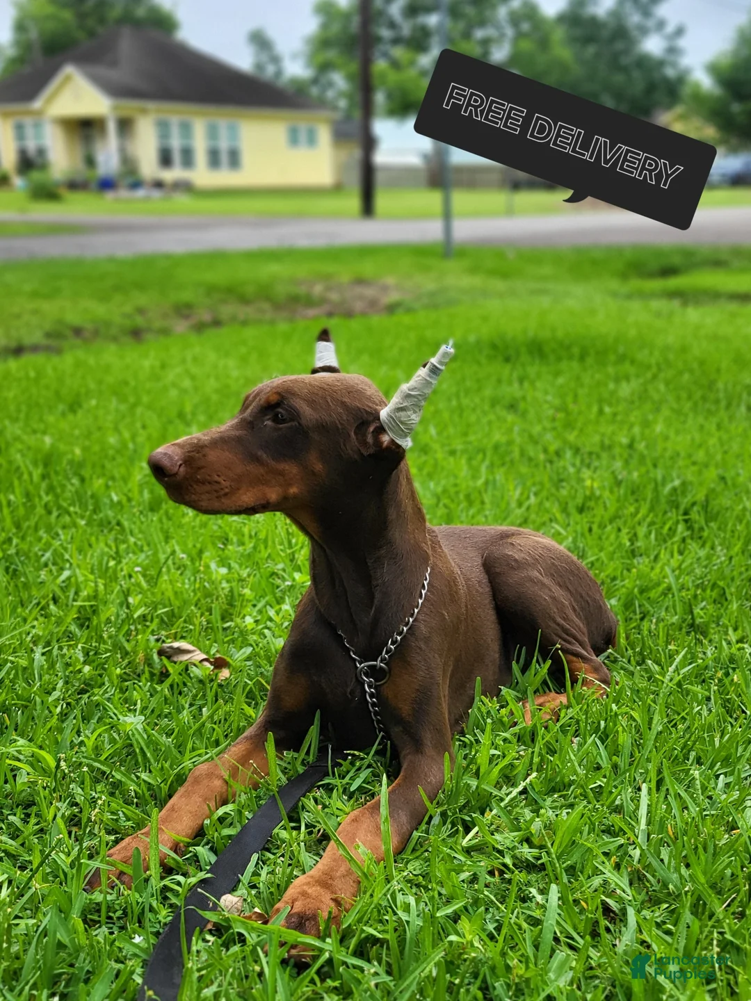 Doberman Pinscher dogs for sale: Duke - Ad 3
