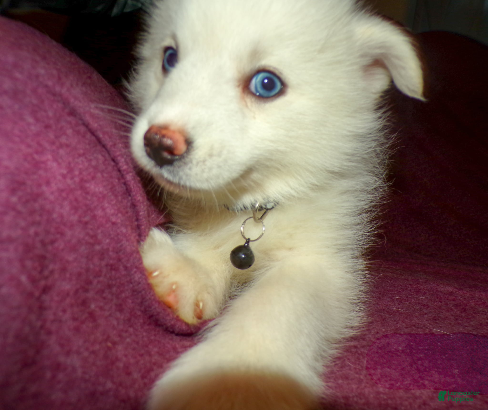 Pomsky dogs for sale: Pomsky Puppy 4 - Ad 2