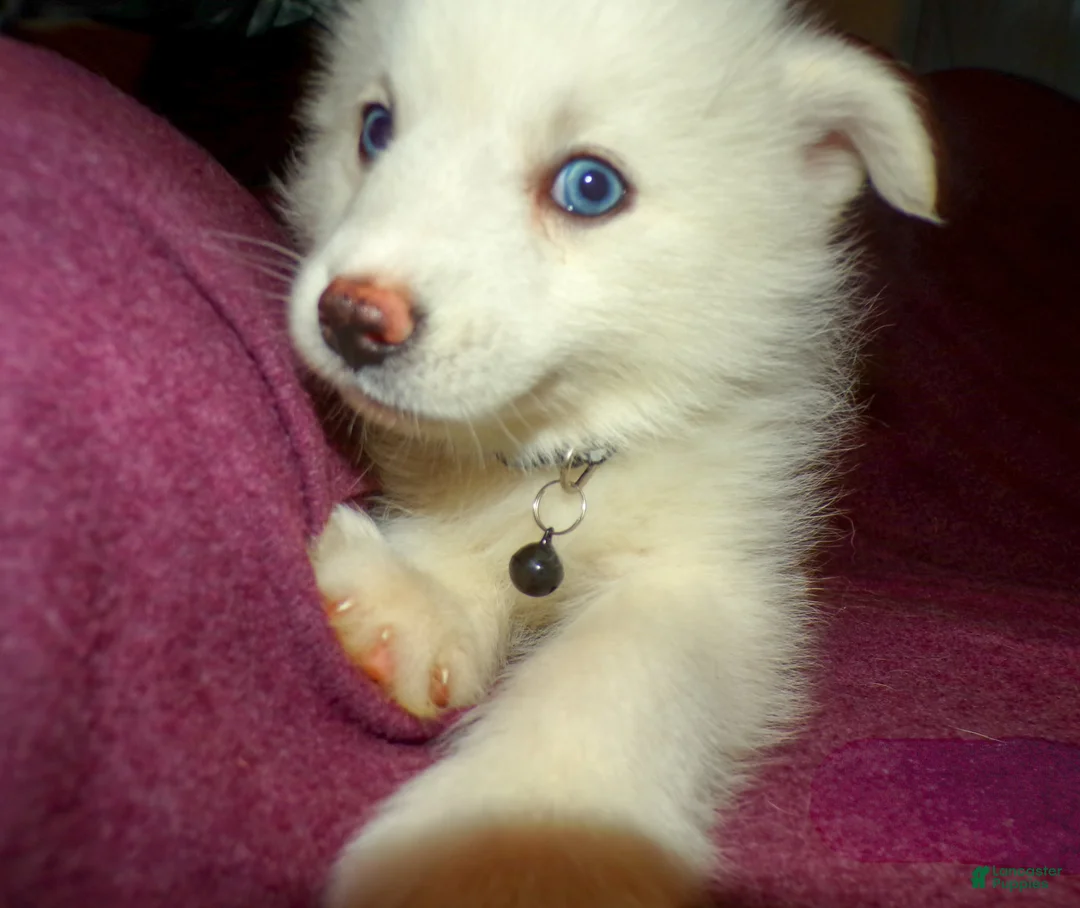 Pomsky dogs for sale: Pomsky Puppy 4 - Ad 1