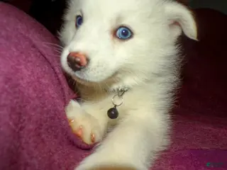 Pomsky dogs Pomsky Puppy 4 - Ad 1