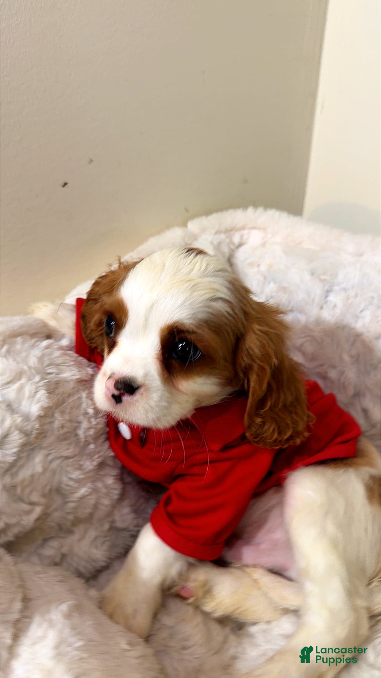 Cavalier King Charles Spaniel dogs Waffles  - Ad 24