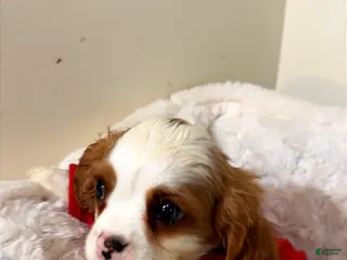 Cavalier King Charles Spaniel dogs Waffles - Ad 24