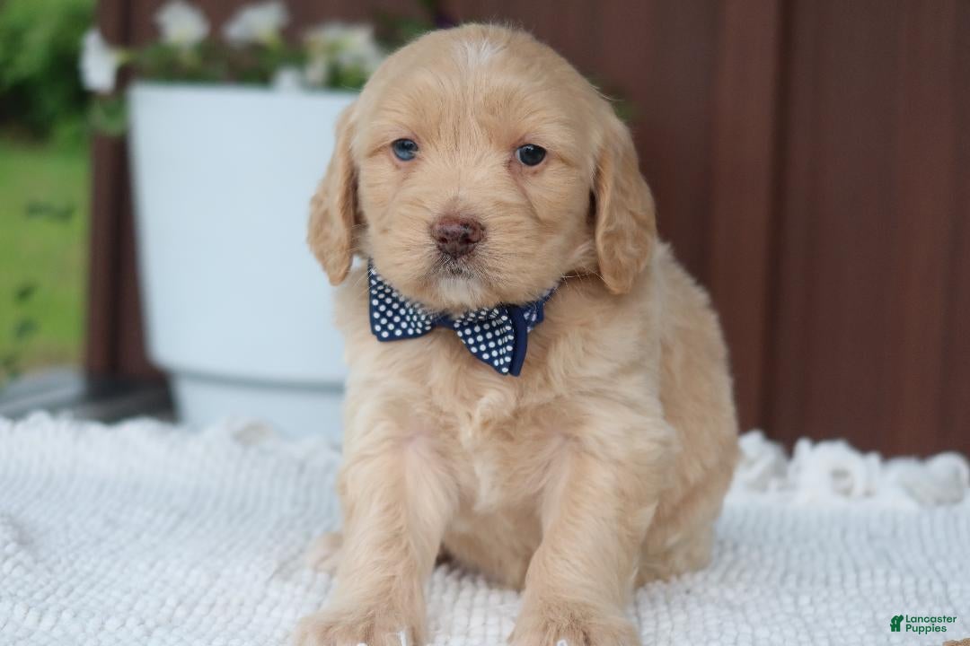 Miniature Golden Retriever dogs Miniature Golden Retriever Puppy 6 - Ad 2