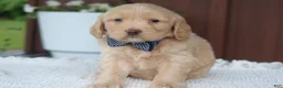 Miniature Golden Retriever dogs for sale: Miniature Golden Retriever Puppy 6 - Ad 2