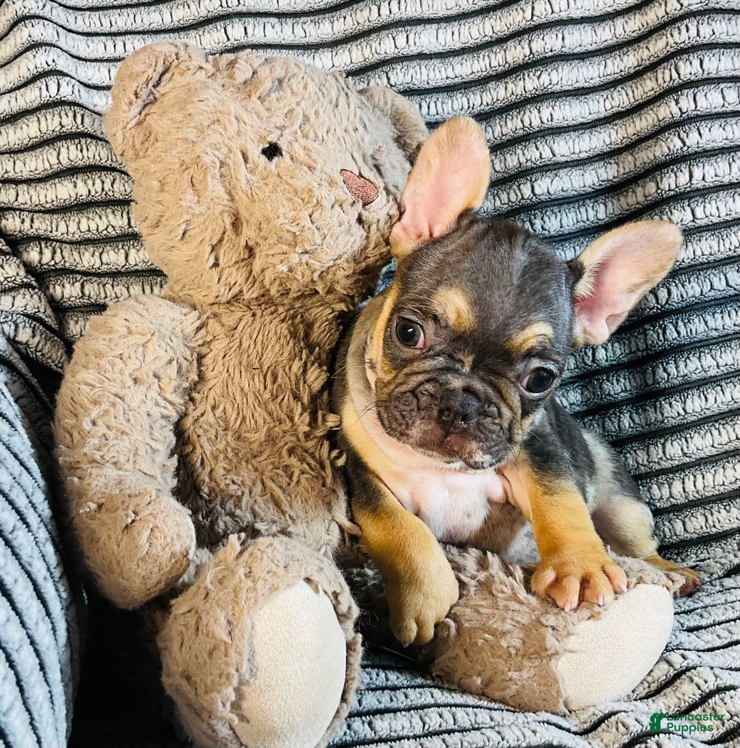 French Bulldog dogs for sale: Max  - Ad 11