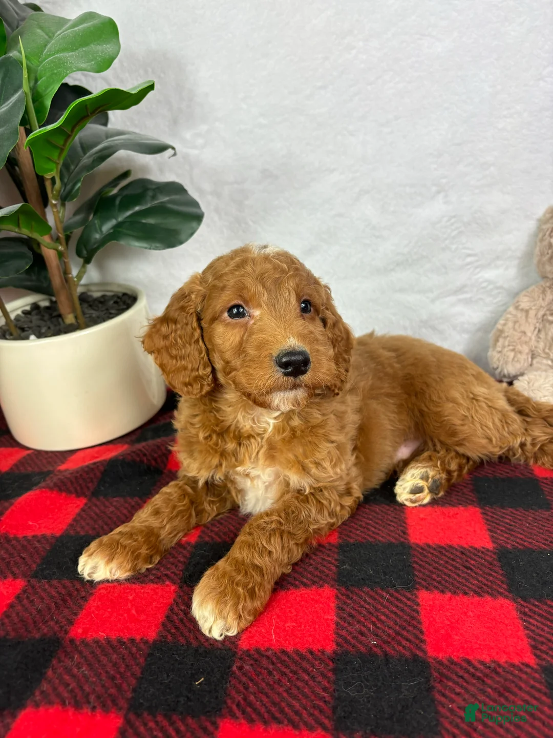 Mini Goldendoodle dogs for sale: Gage - Ad 2