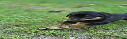 Rottweiler dogs for sale: Emerson - Ad 3