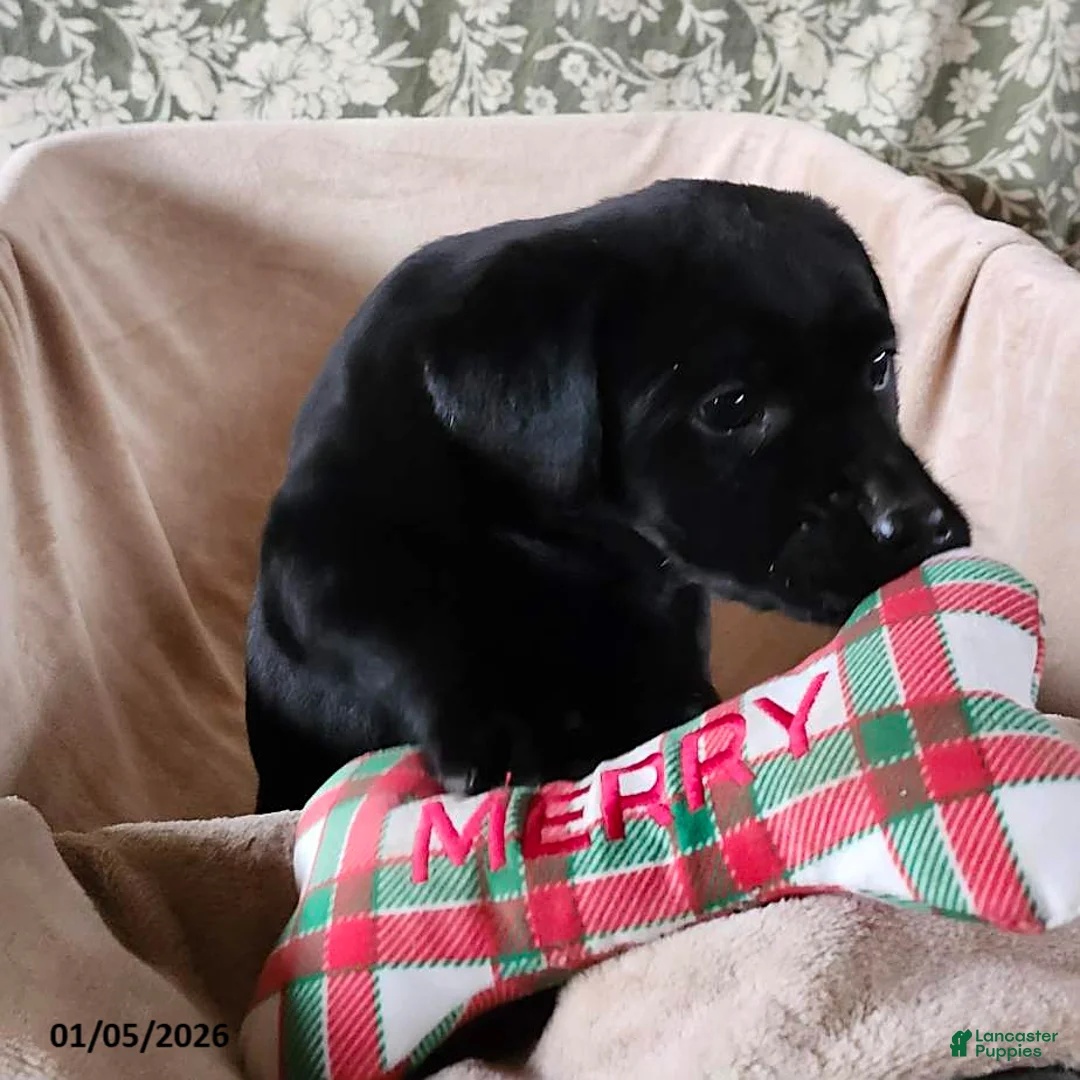 Labrador Retriever dogs for sale: Sunrise - Ad 8