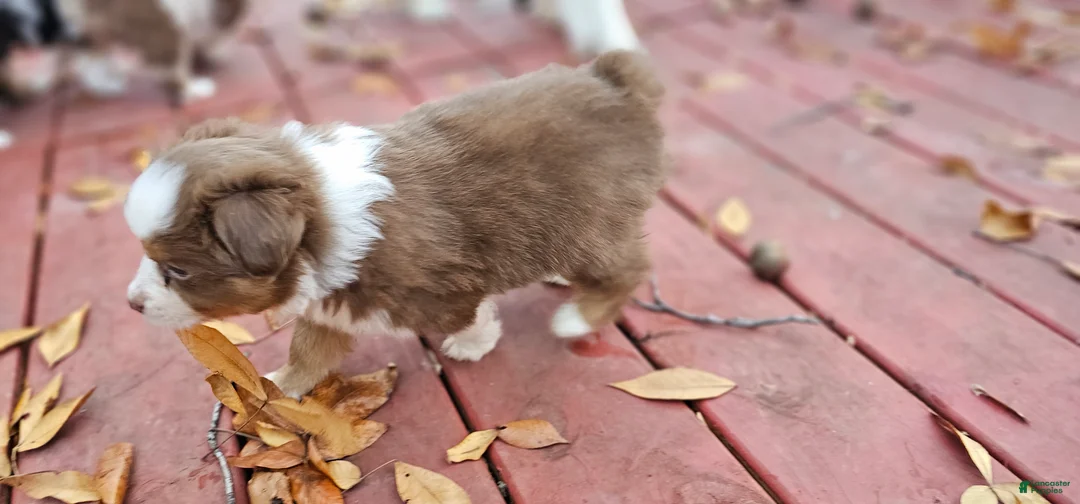 Miniature Australian Shepherd dogs for sale: Bread - Ad 9